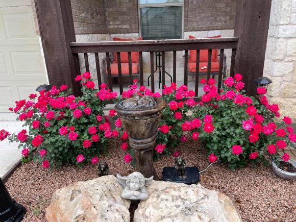 Ngắm vườn rau 350 m2 của ca sĩ Quách Thành Danh ở Mỹ-22