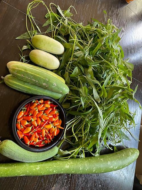 Ngắm vườn rau 350 m2 của ca sĩ Quách Thành Danh ở Mỹ-19