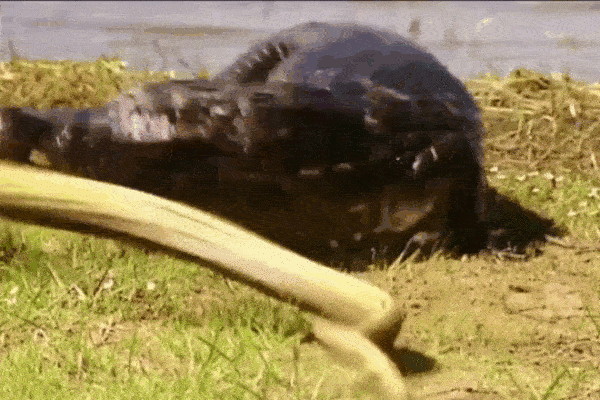 Trăn khủng đu bám trên dây diện khiến người đi đường rùng mình-1