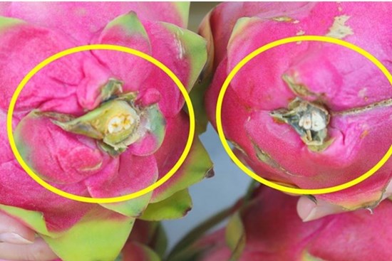 Khi mua thanh long, muốn biết quả có ngọt hay không chỉ cần xem chỗ này, đến người bán hàng cũng phải phục sát đất