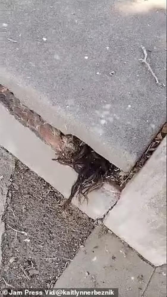 Đến thăm nghĩa trang, người đàn ông dựng tóc gáy với vật thể thò ra từ vết nứt ngôi mộ, càng nhìn càng không hiểu nổi-2