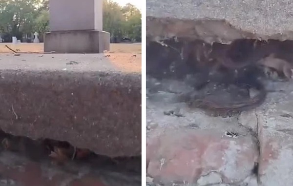 Đến thăm nghĩa trang, người đàn ông dựng tóc gáy với vật thể thò ra từ vết nứt ngôi mộ, càng nhìn càng không hiểu nổi-3