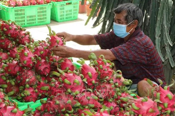Chuyên gia nói về lý do khiến SARS-CoV-2 bám trên bao bì đựng quả thanh long-1