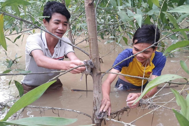 Đặc sản Xứ Nghệ. chuột đồng nức tiếng có một không hai, sẵn tiền đâu dễ mua-4