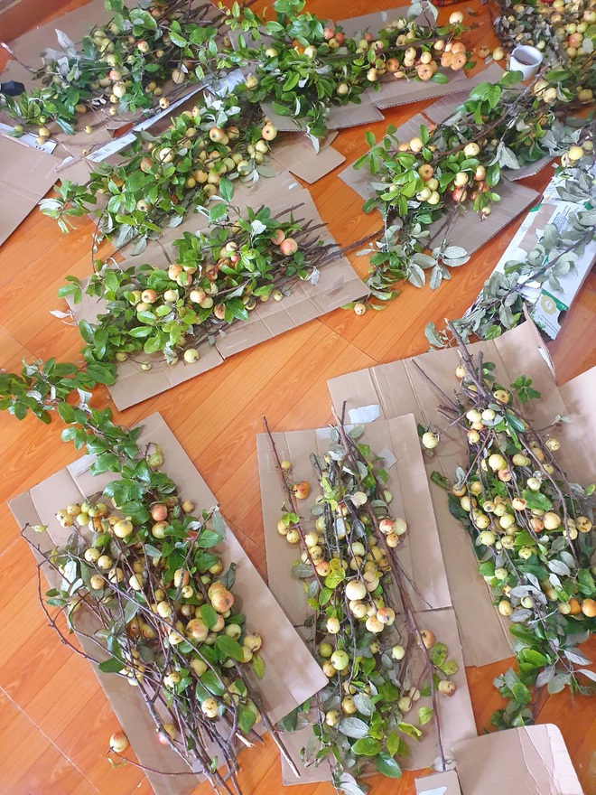 Thay cắm hoa tươi, táo mèo cả cành được ưa chuộng bất ngờ-5