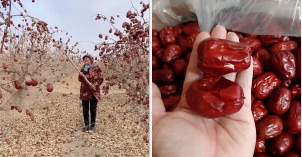Loại quả thượng hạng của Trung Quốc được nhiều người Việt săn lùng, cách trồng và thu hoạch còn khiến dân mạng ngỡ ngàng hơn-1