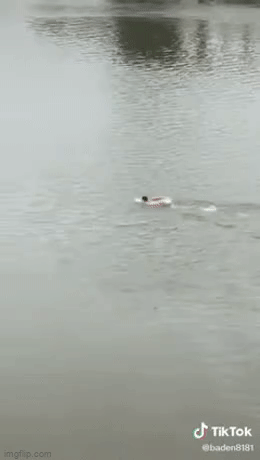 Clip chiến sĩ bơi một đoạn sông dài cứu người phụ nữ chới với giữa dòng khiến nhiều người nể phục: Không kém Michael Phelps-1