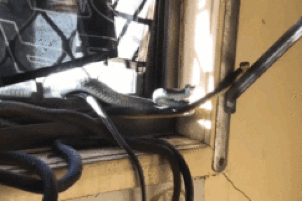 Clip: Rắn độc hung hăng tấn công chó ngay trong sân nhà dân-1