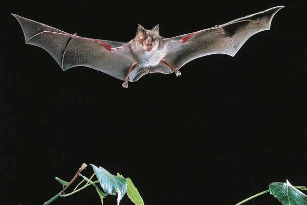 Nhật Bản phát hiện virus mới có thể lây nhiễm sang người-2