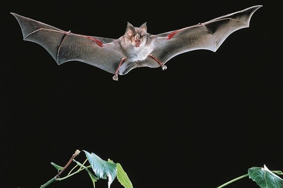 Phát hiện 3 virus giống SARS-CoV-2 ở dơi trong hang động Lào