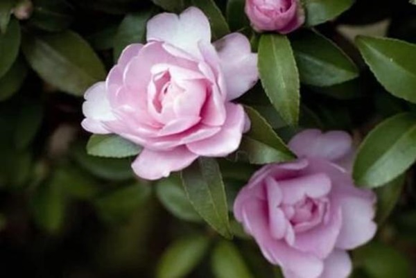 Ai sinh tháng âm lịch này, cuộc đời gặp nhiều may mắn, bản lĩnh vững vàng, tháng 9 âm lịch đếm tiền mỏi tay-3