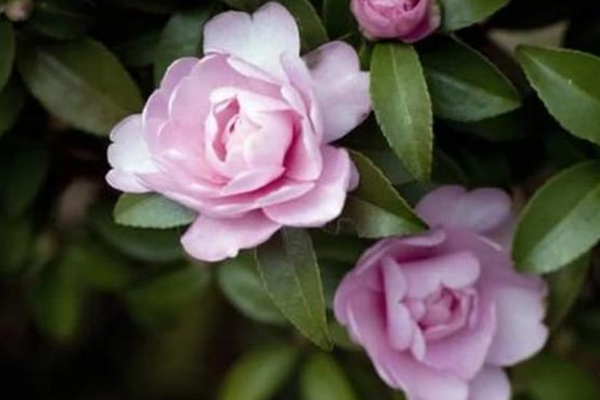 Tử vi tuần mới 20-26/9/2021 của 12 cung Hoàng đạo: Song Tử êm đềm, Sư Tử trì trệ, Xử Nữ nhàn nhã-2