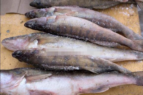 Dù rã đông loại cá nào đi chăng nữa, hãy nhớ đừng ngâm trong nước. Đầu bếp dạy bạn một mẹo đơn giản và nhanh chóng, cá tươi ngon hơn cá sống-2