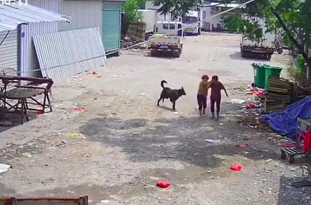 Bị chó dữ lao vào tấn công giữa đường, cụ bà tử vong thương tâm, hành động của người tài xế gần đó gây phẫn nộ tột độ-1