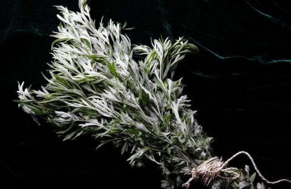 Vào mùa hè, muỗi sợ nhất là loại cỏ này! Hãy lấy một nắm đặt trong phòng và cửa ra vào, cả đêm bạn cũng không nhìn thấy một con muỗi nào-1