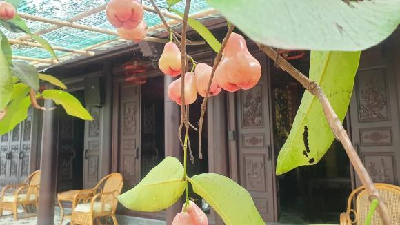 Không gian nhà vườn 600 m2 của vợ chồng Kiwi Ngô Mai Trang-9