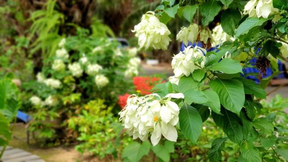 Không gian nhà vườn 600 m2 của vợ chồng Kiwi Ngô Mai Trang-15