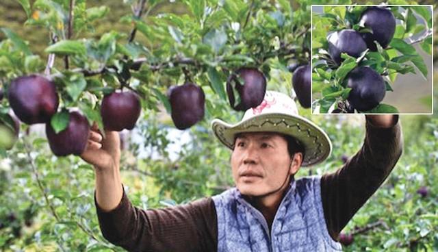 Quả táo đen giòn ngọt gấp nhiều lần so với táo thông thường, bạn đã thử chưa?-3