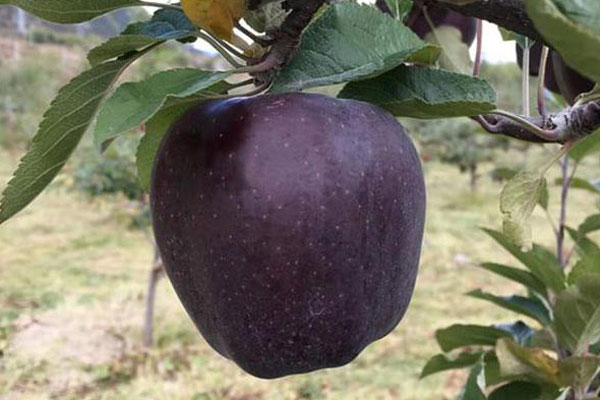 Loại táo ma có vỏ và ruột màu trắng muốt-2