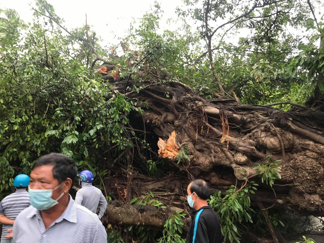 Cây đa hơn 200 năm tuổi bật gốc, đè chết người phụ nữ bán cá-1