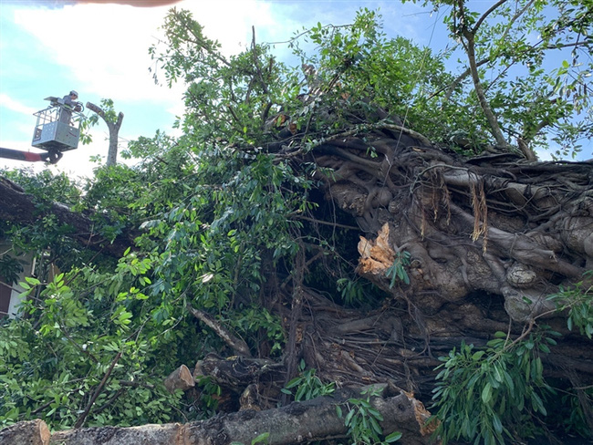 Cây đa hơn 200 năm tuổi bật gốc, đè chết người phụ nữ bán cá-2