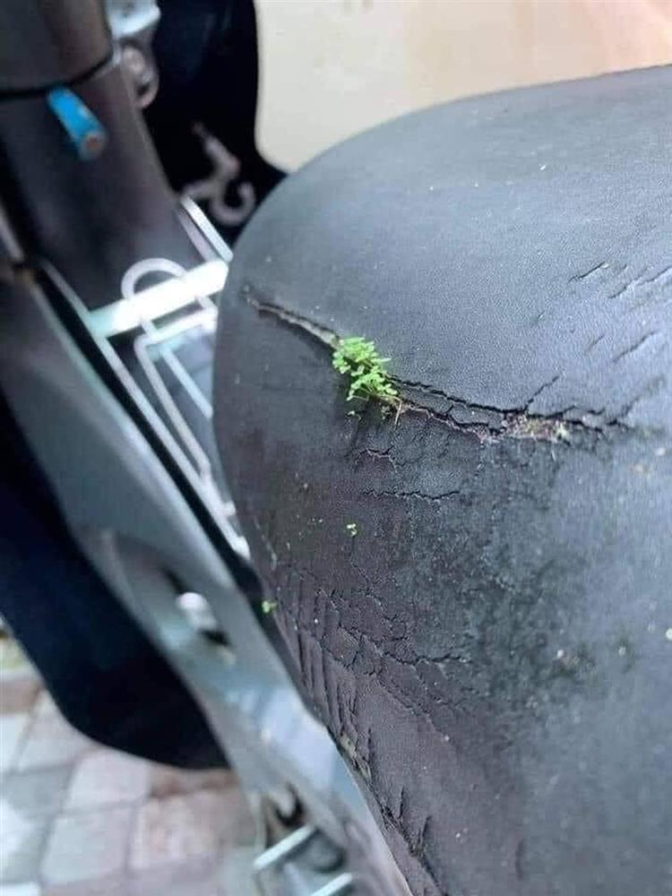 Sau gần 3 tháng mới sờ đến xe máy, nhiều người ngơ ngác khi cây cối mọc hẳn trên yên-2