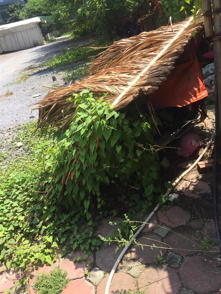 Sau gần 3 tháng mới sờ đến xe máy, nhiều người ngơ ngác khi cây cối mọc hẳn trên yên-4