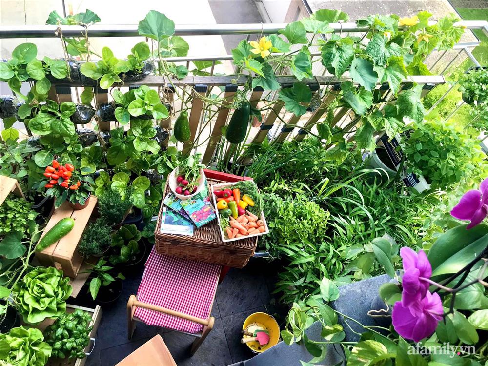 Ban công ngập rau củ quả xanh mướt mắt trong không gian 2,5m² đứng còn phải nhường nhau của mẹ Việt-2