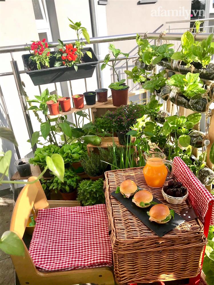 Ban công ngập rau củ quả xanh mướt mắt trong không gian 2,5m² đứng còn phải nhường nhau của mẹ Việt-3