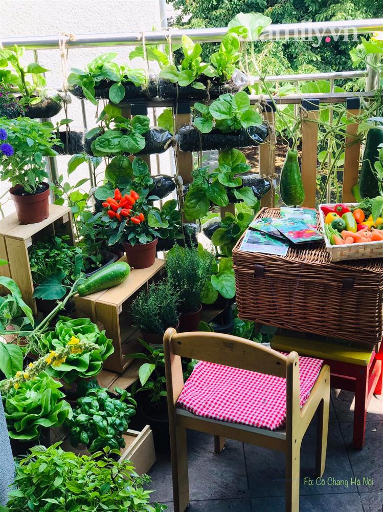Ban công ngập rau củ quả xanh mướt mắt trong không gian 2,5m² đứng còn phải nhường nhau của mẹ Việt-4