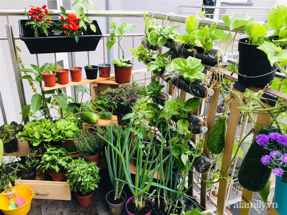 Ban công ngập rau củ quả xanh mướt mắt trong không gian 2,5m² đứng còn phải nhường nhau của mẹ Việt-5