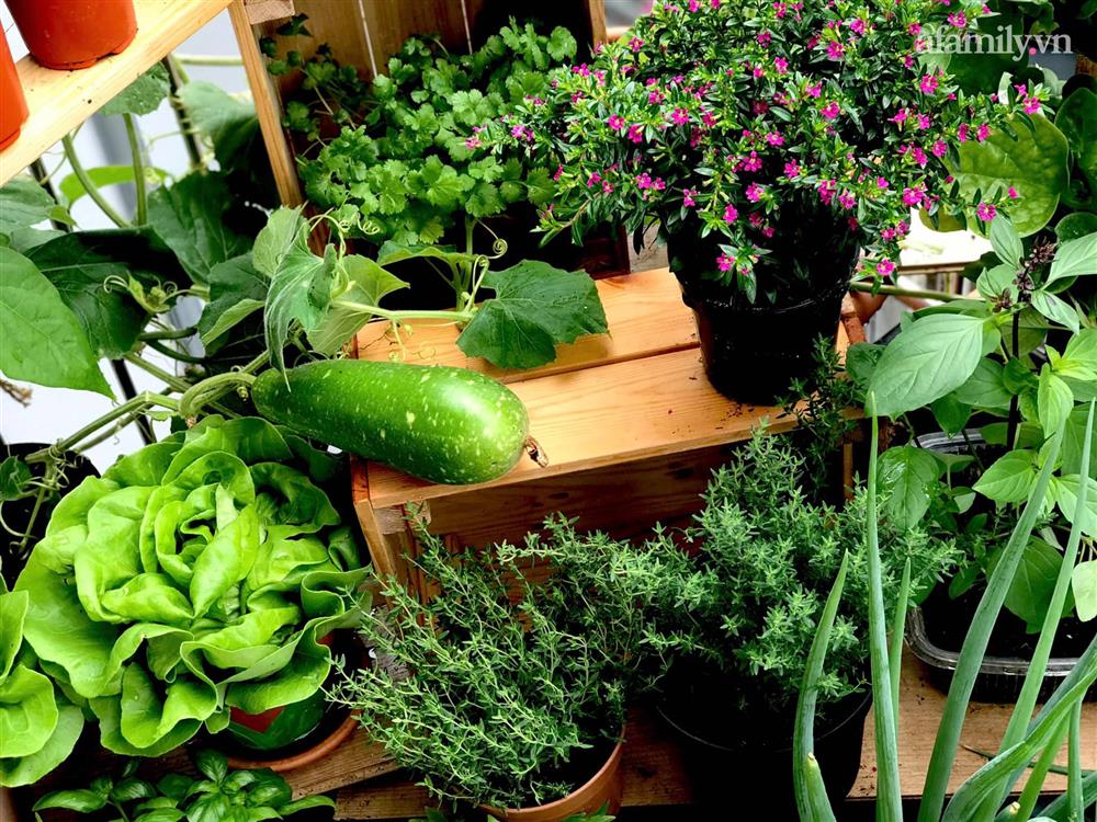 Ban công ngập rau củ quả xanh mướt mắt trong không gian 2,5m² đứng còn phải nhường nhau của mẹ Việt-8
