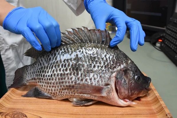 Người phụ nữ bị vi khuẩn ăn cụt bàn tay chỉ sau vài giờ từ vết xước do vảy cá gây ra, bác sĩ đưa ra 6 lời khuyên để ngăn ngừa bị nhiễm bệnh-4