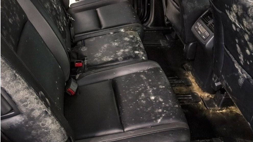 Cách hay để loại bỏ nấm mốc trong ô tô dù có đắp chiếu” lâu ngày-1