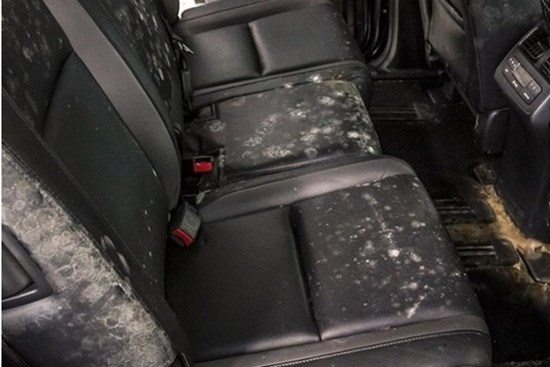 Cách hay để loại bỏ nấm mốc trong ô tô dù có “đắp chiếu” lâu ngày