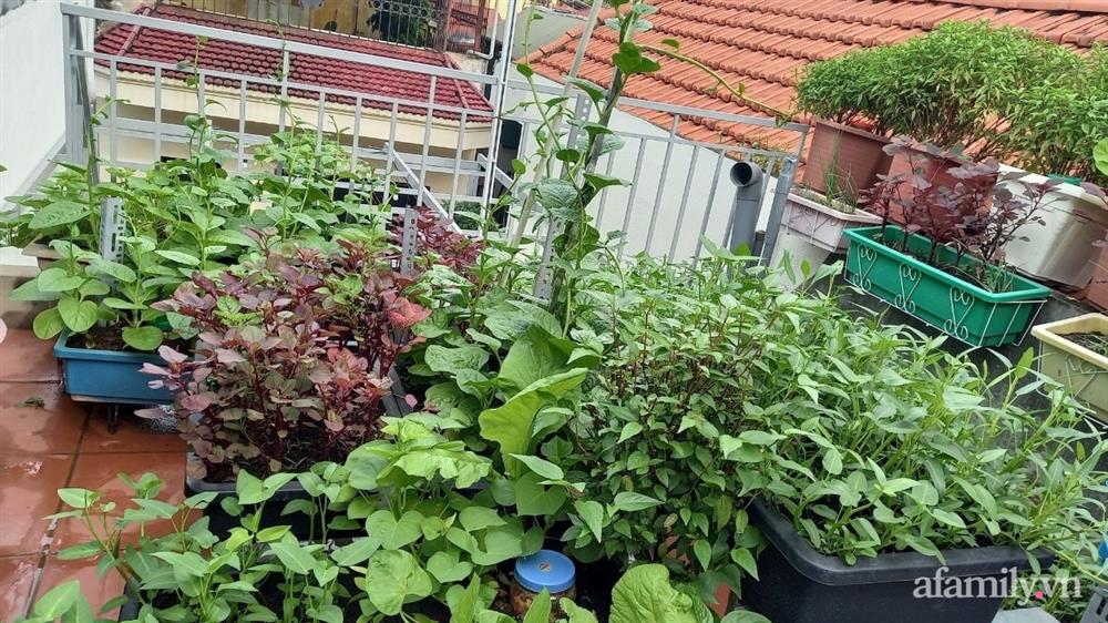 Khoảng sân thượng chỉ 15m² nhưng đủ các loại rau xanh tốt tươi không lo thiếu thực phẩm mùa dịch ở Hà Nội-4