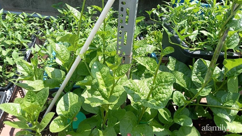 Khoảng sân thượng chỉ 15m² nhưng đủ các loại rau xanh tốt tươi không lo thiếu thực phẩm mùa dịch ở Hà Nội-8