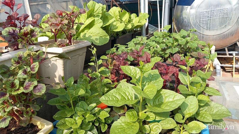 Khoảng sân thượng chỉ 15m² nhưng đủ các loại rau xanh tốt tươi không lo thiếu thực phẩm mùa dịch ở Hà Nội-12