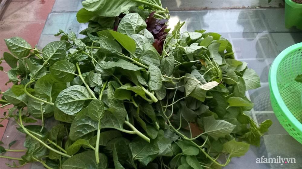 Khoảng sân thượng chỉ 15m² nhưng đủ các loại rau xanh tốt tươi không lo thiếu thực phẩm mùa dịch ở Hà Nội-13