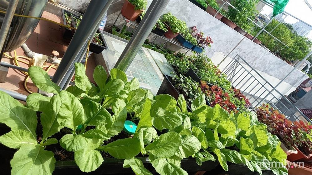 Khoảng sân thượng chỉ 15m² nhưng đủ các loại rau xanh tốt tươi không lo thiếu thực phẩm mùa dịch ở Hà Nội-14