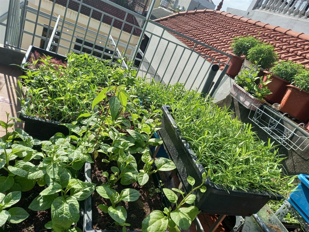 Khoảng sân thượng chỉ 15m² nhưng đủ các loại rau xanh tốt tươi không lo thiếu thực phẩm mùa dịch ở Hà Nội-18