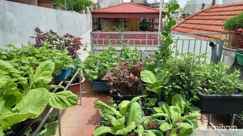 Khoảng sân thượng chỉ 15m² nhưng đủ các loại rau xanh tốt tươi không lo thiếu thực phẩm mùa dịch ở Hà Nội-19