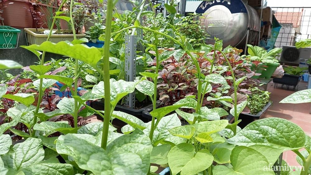 Khoảng sân thượng chỉ 15m² nhưng đủ các loại rau xanh tốt tươi không lo thiếu thực phẩm mùa dịch ở Hà Nội-20