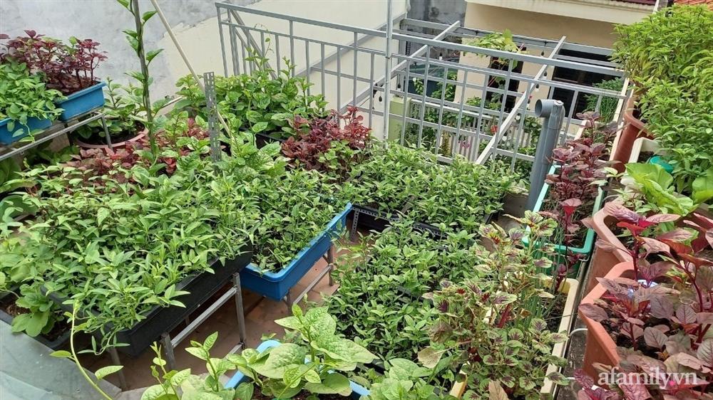 Khoảng sân thượng chỉ 15m² nhưng đủ các loại rau xanh tốt tươi không lo thiếu thực phẩm mùa dịch ở Hà Nội-21