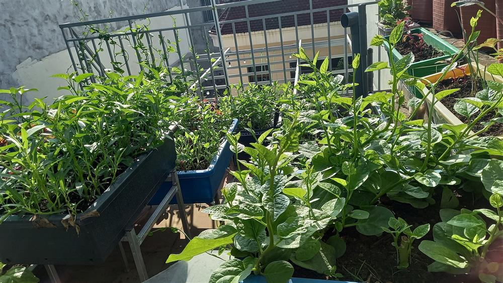 Khoảng sân thượng chỉ 15m² nhưng đủ các loại rau xanh tốt tươi không lo thiếu thực phẩm mùa dịch ở Hà Nội-22