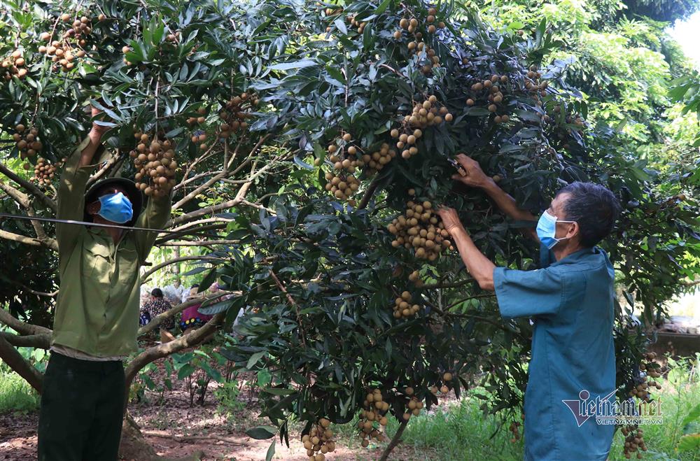 Chưa bao giờ buồn như năm nay: Nhãn Hưng Yên mất mùa, giá rẻ hơn rau-1