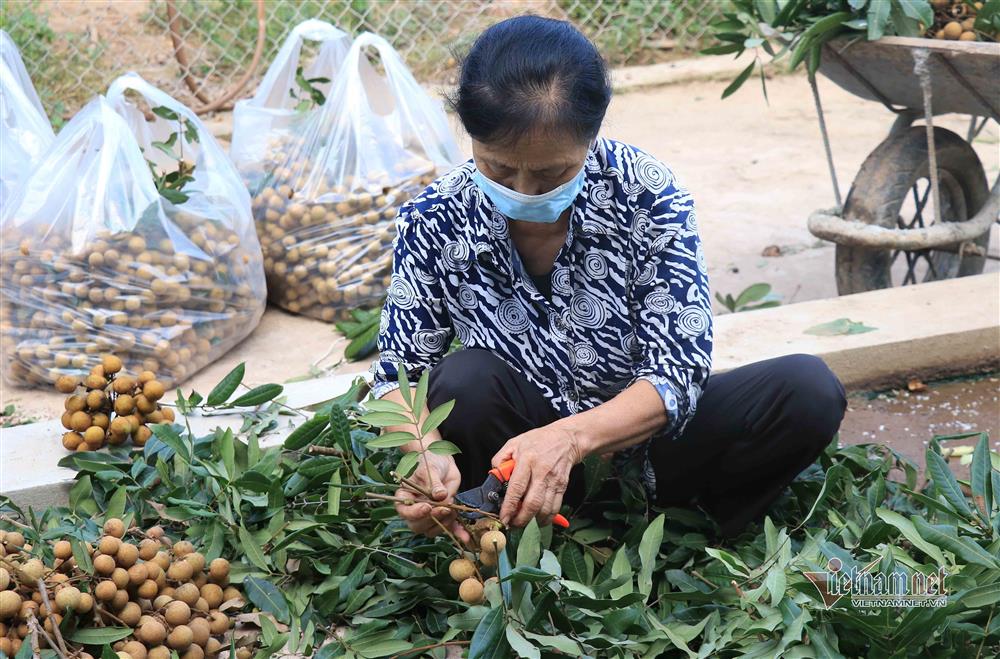 Chưa bao giờ buồn như năm nay: Nhãn Hưng Yên mất mùa, giá rẻ hơn rau-2
