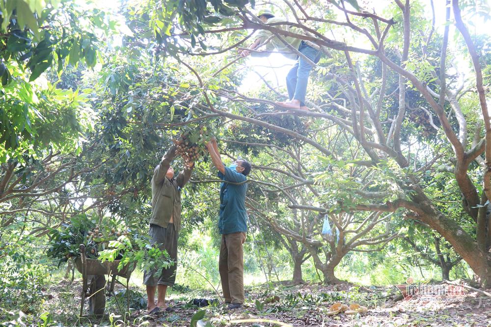 Chưa bao giờ buồn như năm nay: Nhãn Hưng Yên mất mùa, giá rẻ hơn rau-6