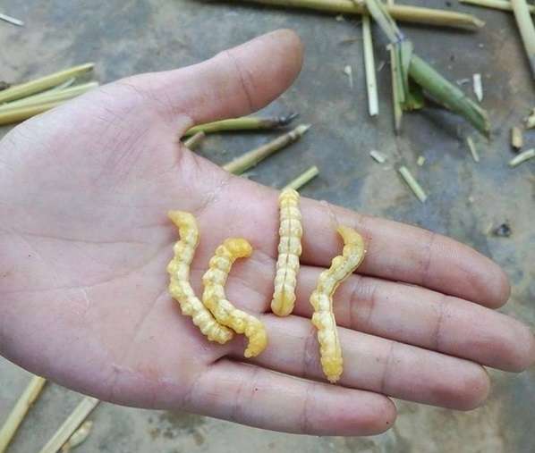 Loại sâu ở Việt Nam được ví như đông trùng hạ thảo của Trung Quốc, giá đắt nhưng không thiếu người mua vì ông ăn, bà vui-1