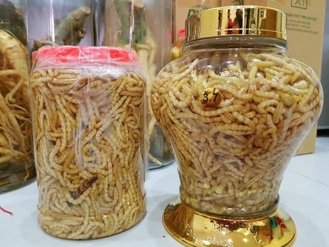 Loại sâu ở Việt Nam được ví như đông trùng hạ thảo của Trung Quốc, giá đắt nhưng không thiếu người mua vì ông ăn, bà vui-2